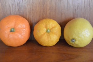 Mandarin orange (L), yuzu in the middle and lemon (R).