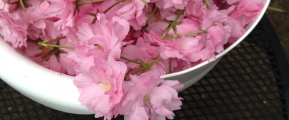 Life’s a bowl of cherry…blossoms